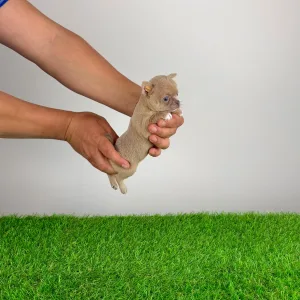 Чихуахуа - Bijou