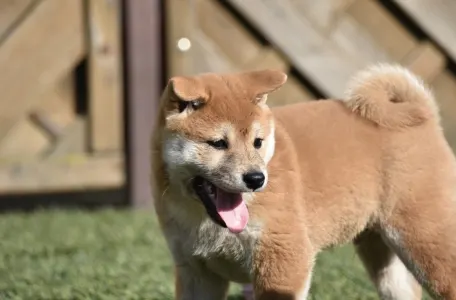 Shiba - Bravados Fugu