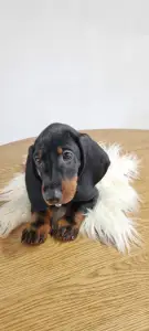 Dachshund - Ares The Shadow