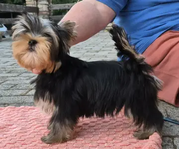 Yorkshire Terrier - Taboo (kisméretű / Small Size)