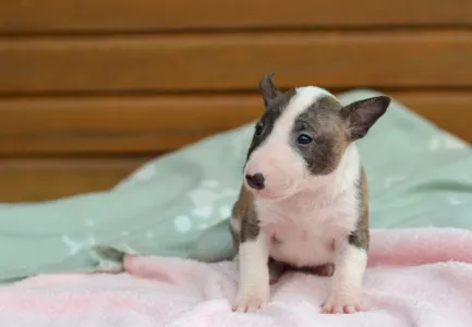 Bull terrier miniature - Kendy