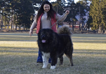 Caucasian Shepherd Dog - Shurik Russtil K.o.