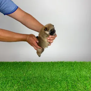 Pomeranian - Higgie
