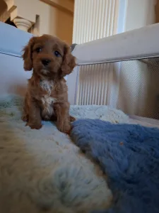 Cavapoo - Cavapoo M