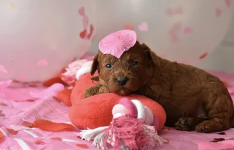 Poodle Miniature - Bravados D