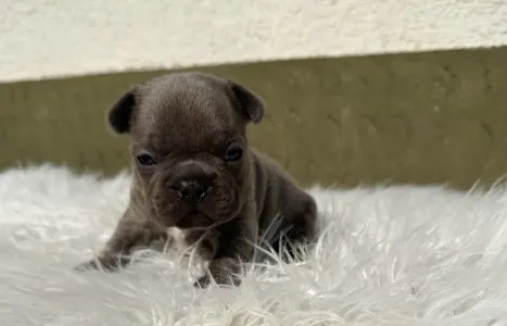 Bulldog francez - Jax