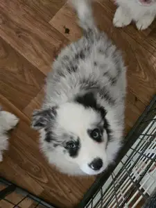 Border Collie - Seychelle