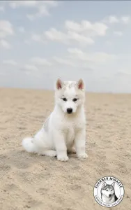 Sibiřský husky - Almond Cookie 🤎