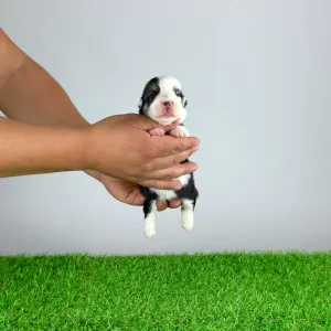 Welsh corgi pembroke - Engela
