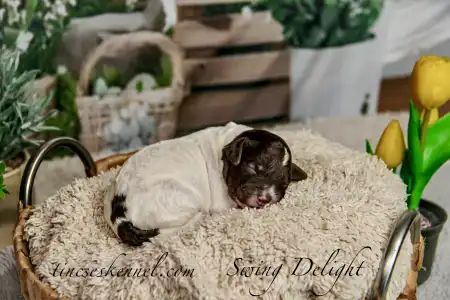 Lagotto Romagnolo - Curly Stars Of Dreams Swing Delight