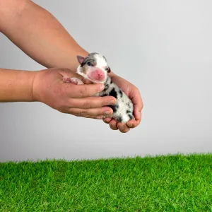 Berger australien - Crispie