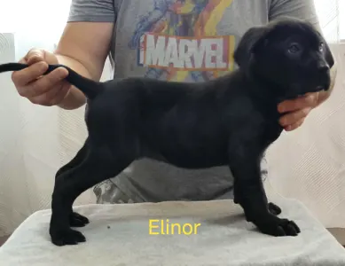 Cane Corso Italiano - Forza Di Diavolo Elinor