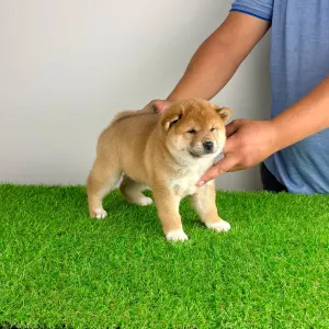 Shiba Inu - Whistle