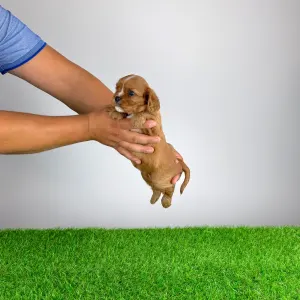 Cavalier King Charles Spaniel - Wilma