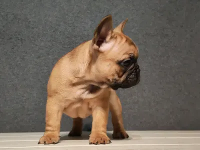 Bouledogue français - E. T. /reserved/