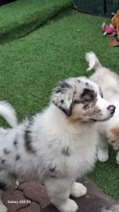 Australian Shepherd - Dyonys