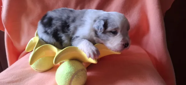 Border Collie - Frenszisz