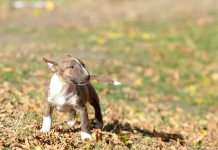 Miniature Bull Terrier - Gizmó
