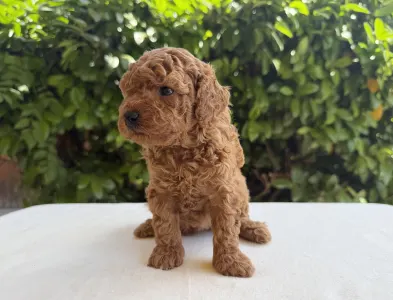 Caniche Nain - Imola