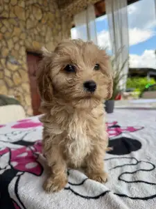 Maltipoo - Teddy