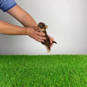 Yorkshire Terrier - Lemoro