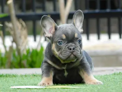 Bulldog francese - Max