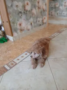 Pudel miniaturowy - Alfonz