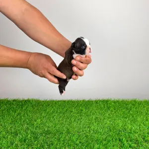 Boston Terrier - Halvor