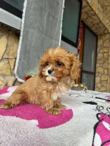 Cavapoo - Nara