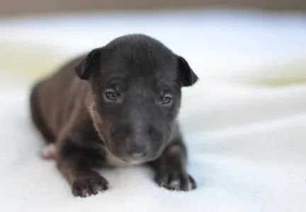 Miniature Bullterrier - Jasper