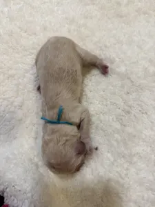 Poodle Standard - White Boy