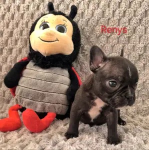 French Bulldog - Miora Frenchie Renys