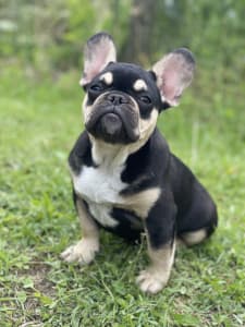 Francia bulldog - Fifi