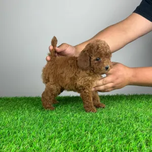 Poodle Miniature - Sandy