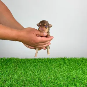 Chihuahua - Gaby