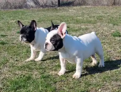 Bouledogue français - Ice Bear