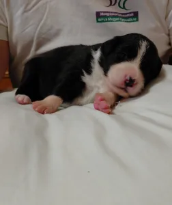Border Collie - Hope Diamond  