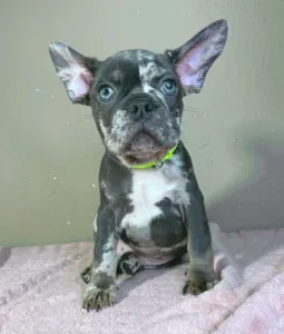 Bulldog francese - Rick