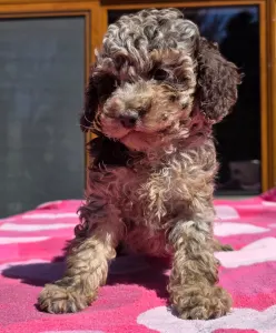 Cavapoo - Choco-Bunny