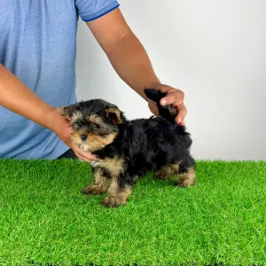 Yorkshire Terrier - Alpur