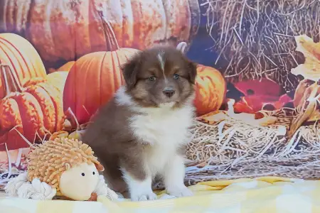 Australian Shepherd - Con Panna