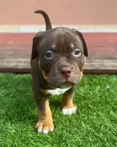 l'American Bully - Standard - Huckleberry 