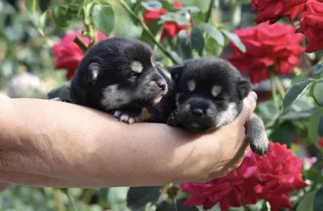 Shiba - Bravados Jimonjiro