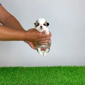 Welsh Corgi Pembroke - Chita