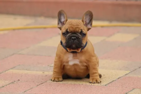 Francia bulldog - Usagi