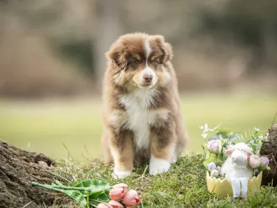 Miniature American Shepherd - Once In A Dream Mini’s Booster Zuma