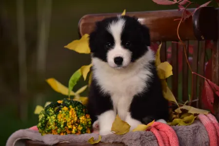 Border Collie - Gingers Heritage Dream Of The Golden Homesteads