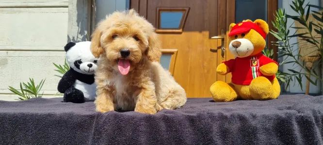 Cavapoo - Enzó