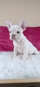 Francia bulldog - Myra