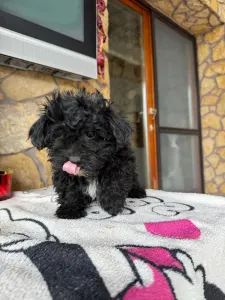 Maltipoo - Oreo